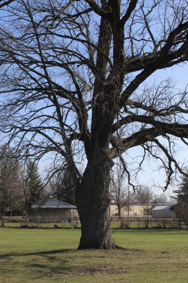 a tree at the soccer field 