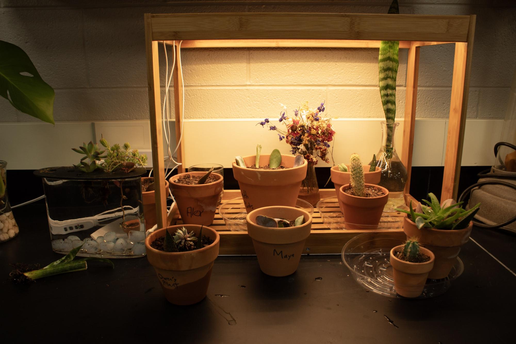 Propagated plants from Plant Science