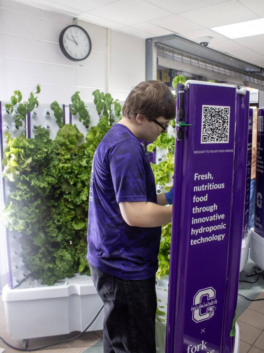 Alexander Searles harvesting the lettuce.