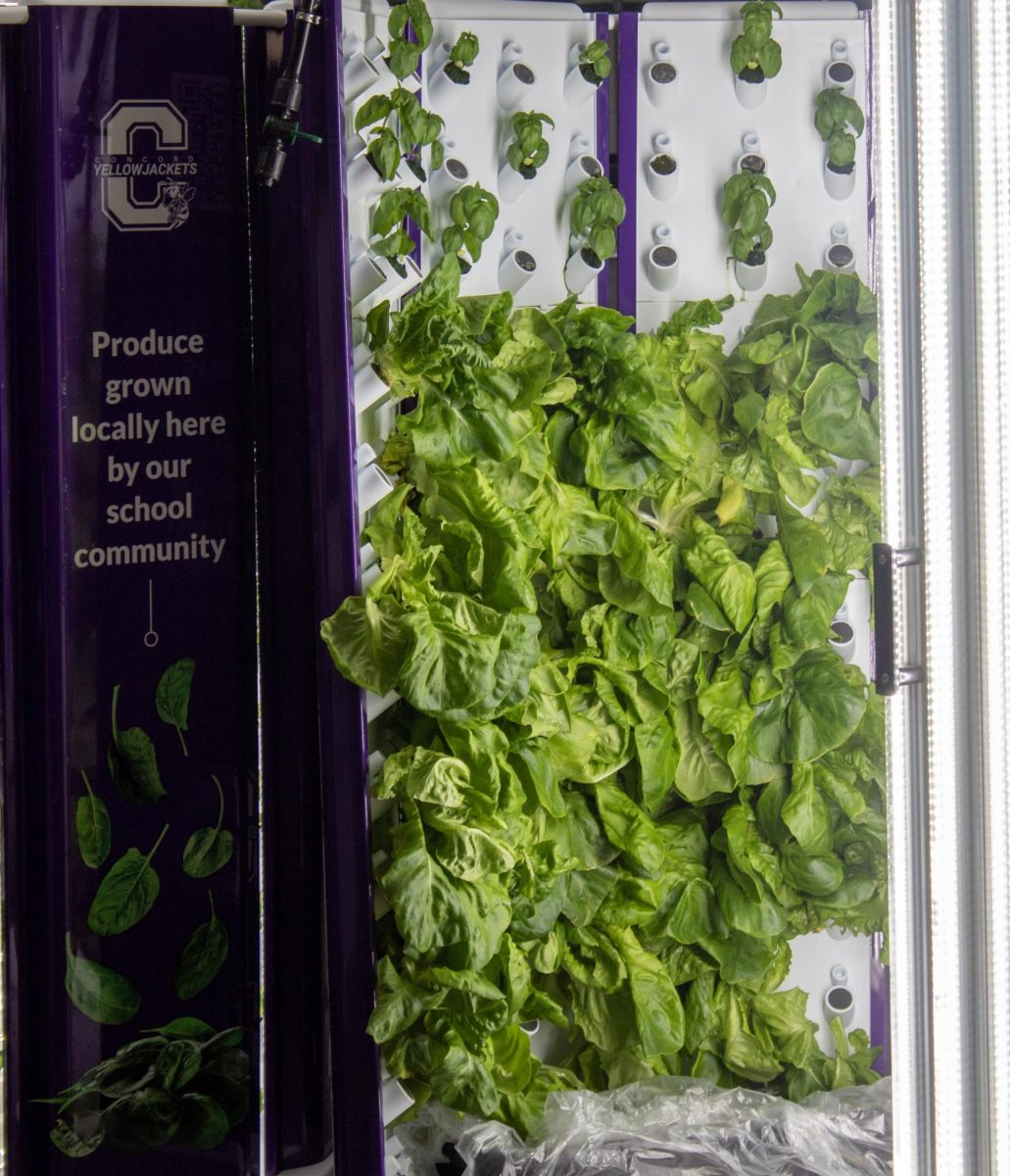 Some of the lettuce that was grown before it was harvested.